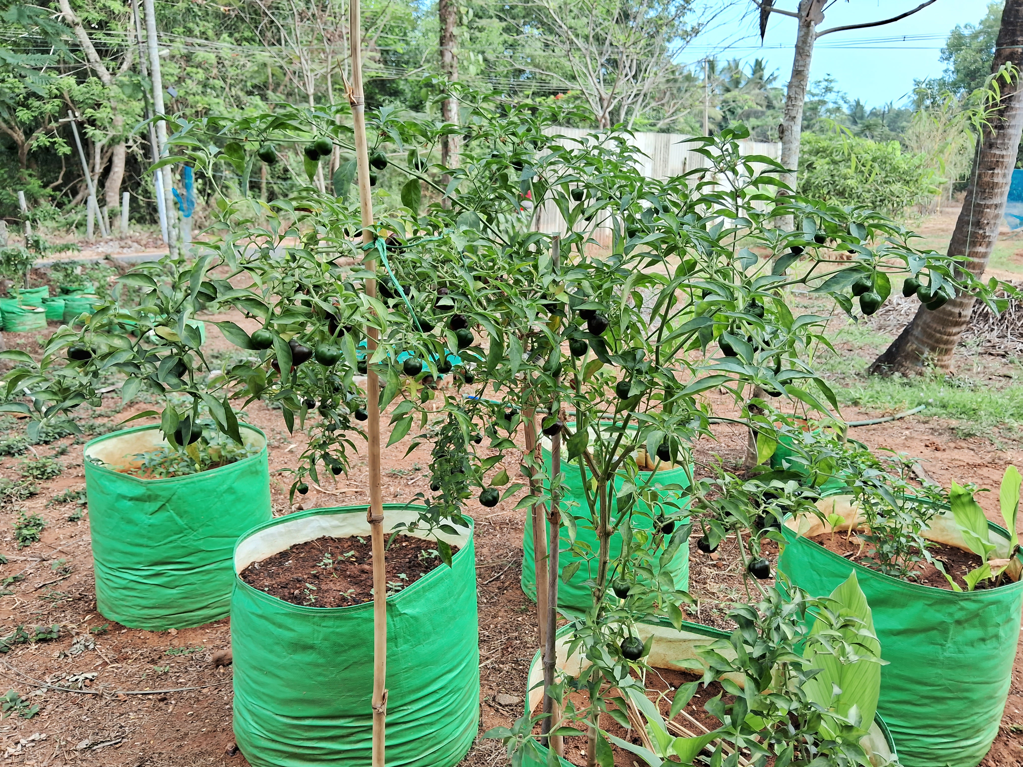 Gallery image 6